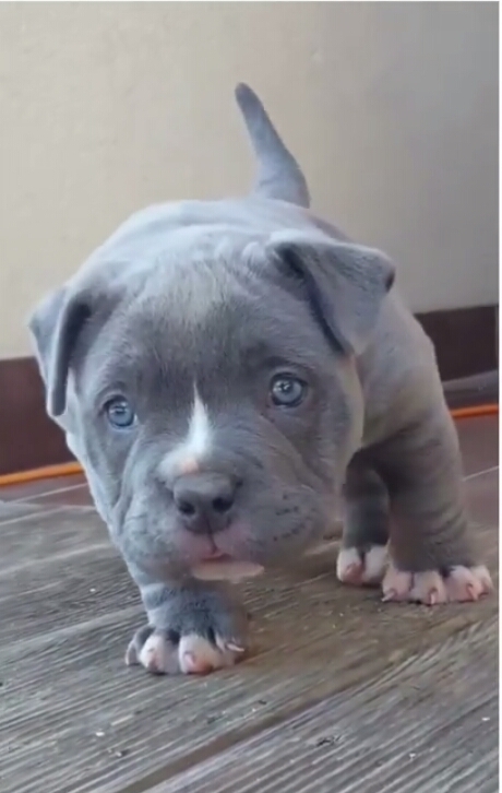 dog