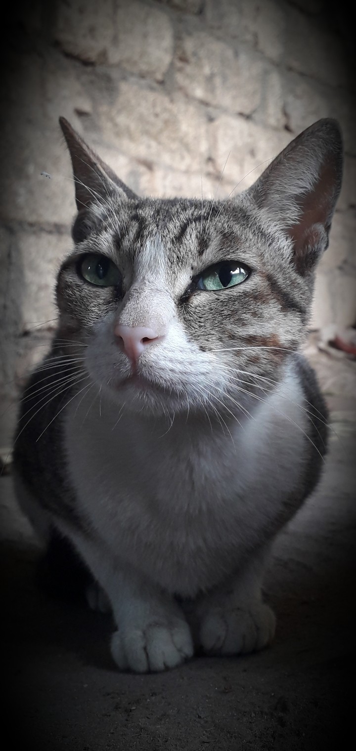cat