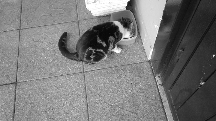 my cat