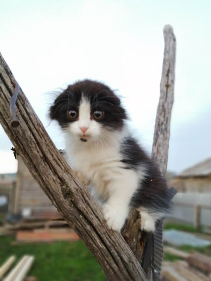 КеКс