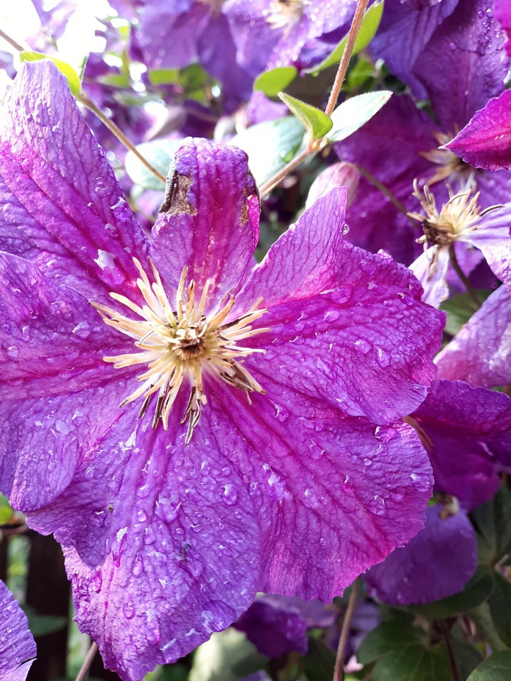 flowers