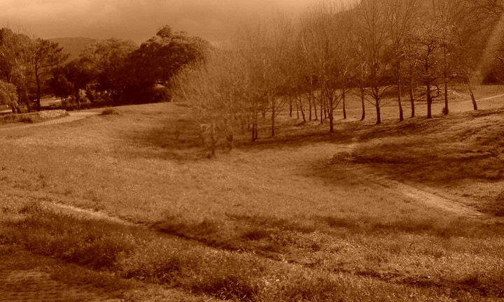 Sepia Trees