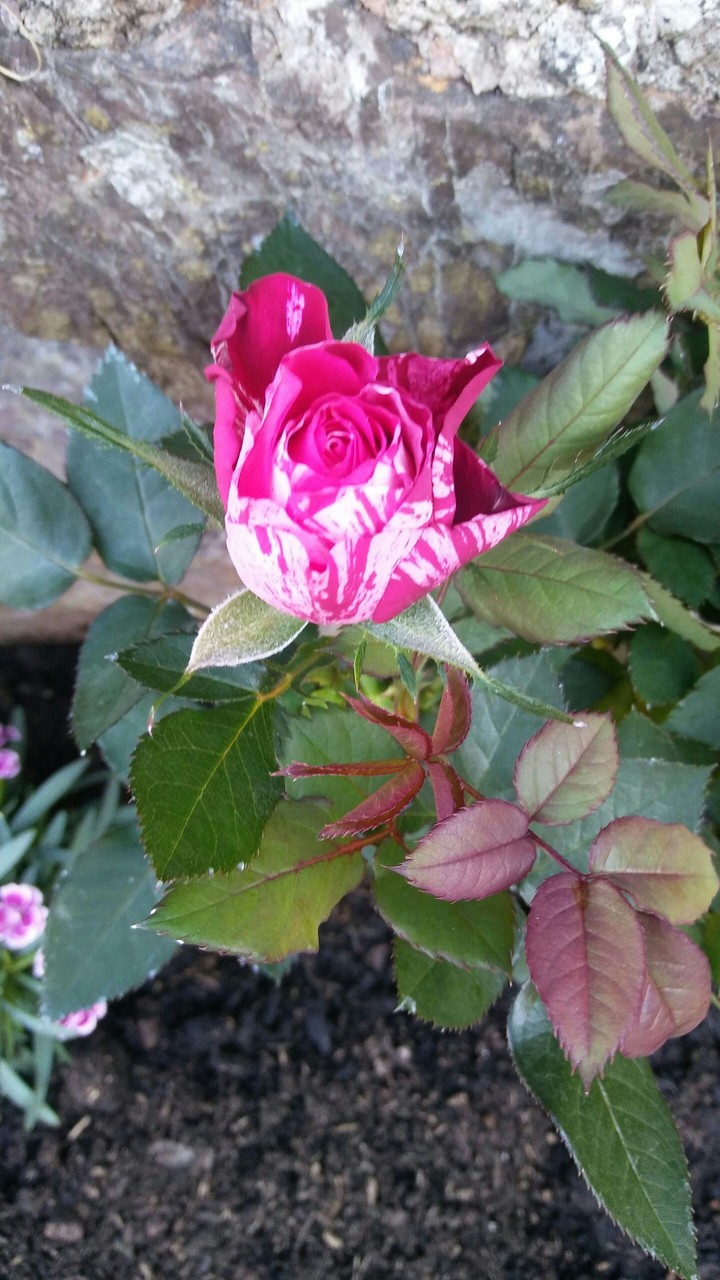 my daughter's rose