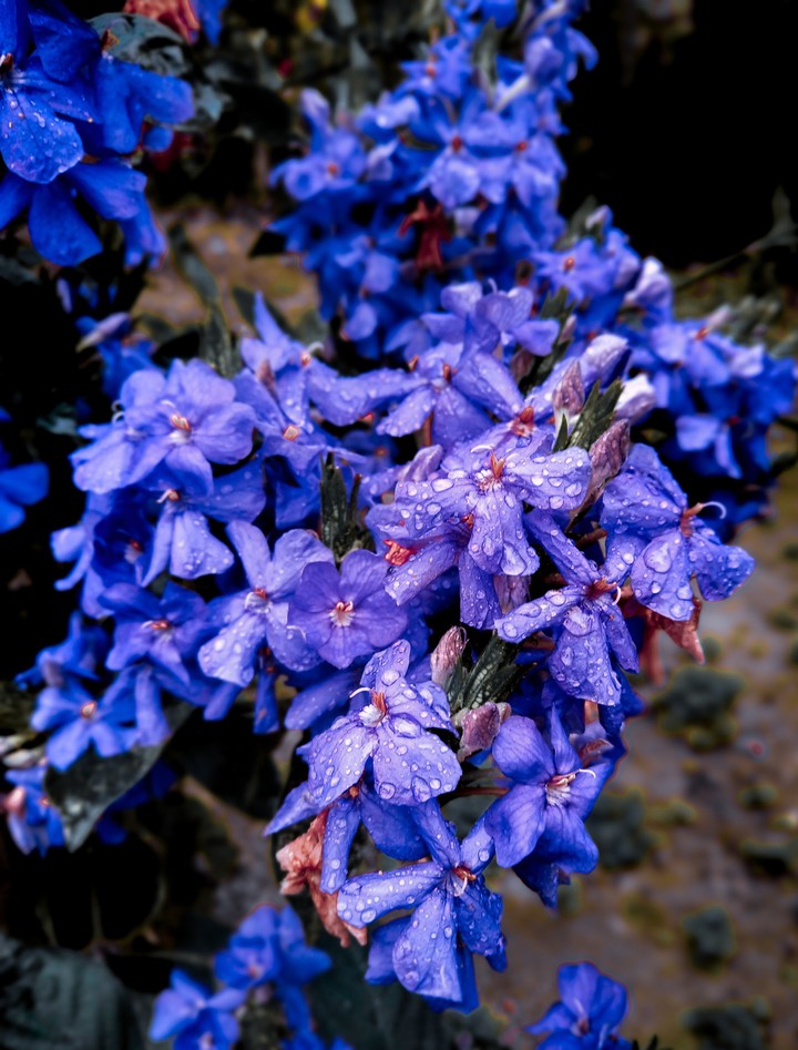 good morning flowers