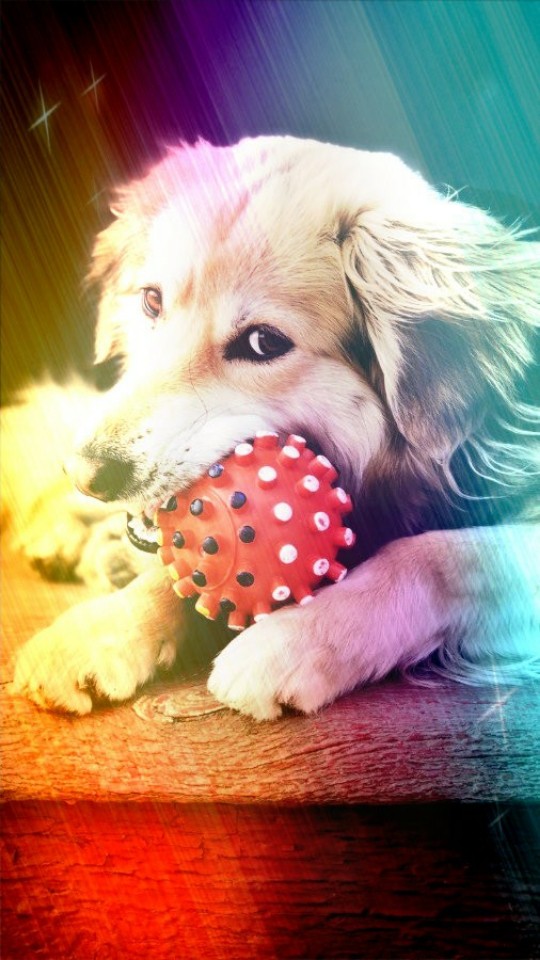 Dog