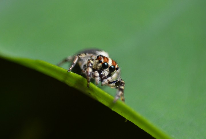 spider