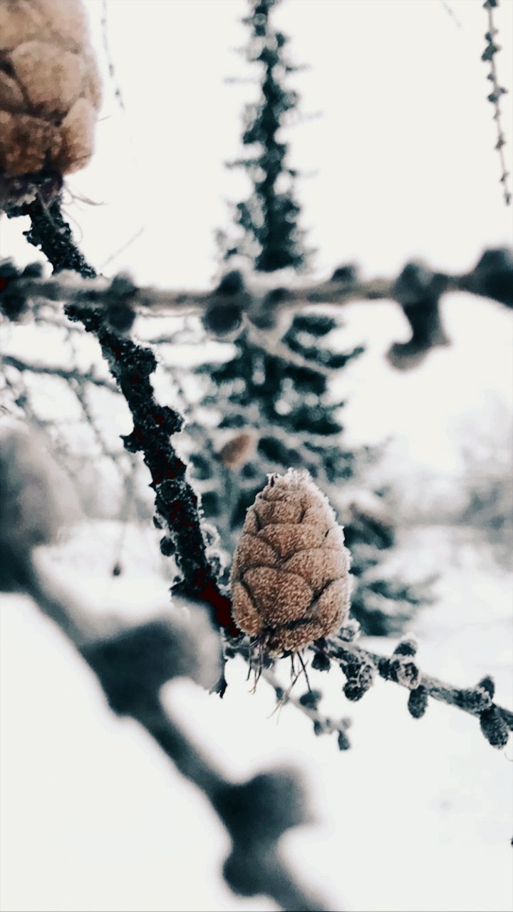 ❄