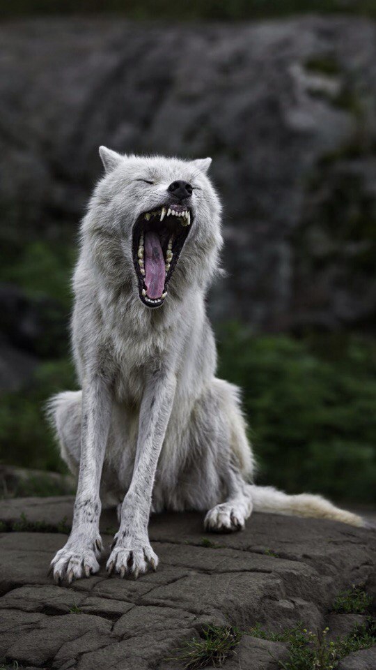 wolf