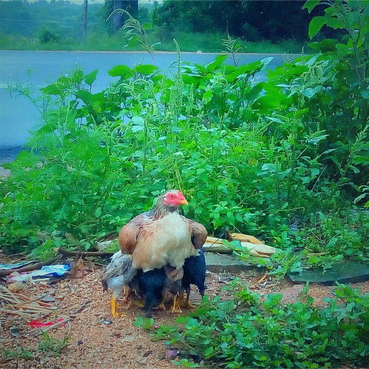 cock