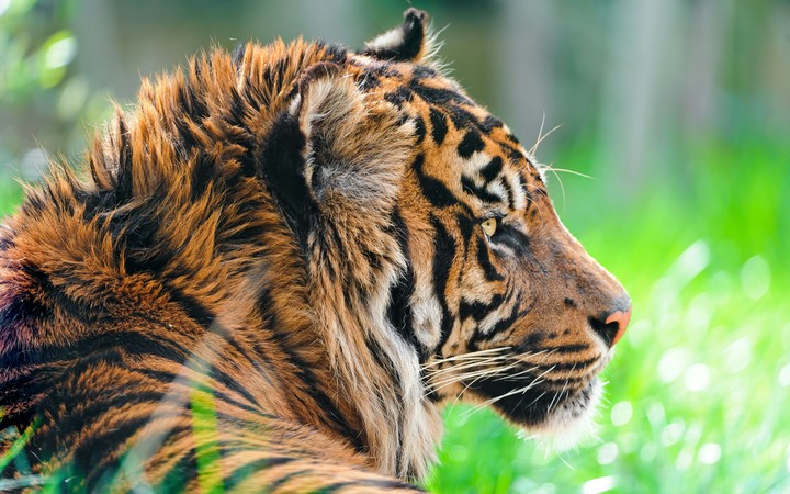 tiger