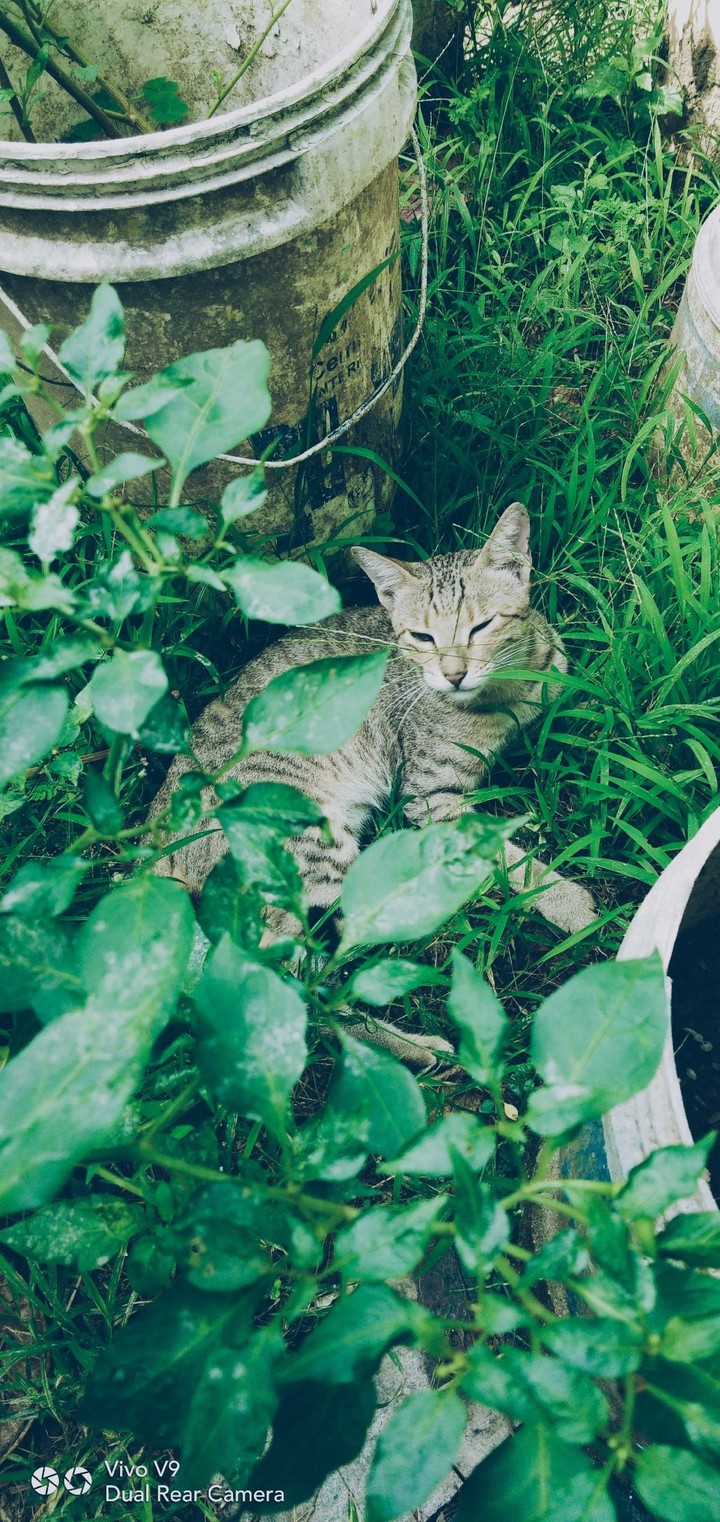 Cat