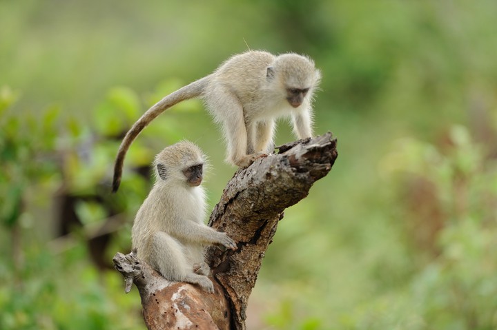 two-cute-baby-monkeys-playing-log-wood.jpg