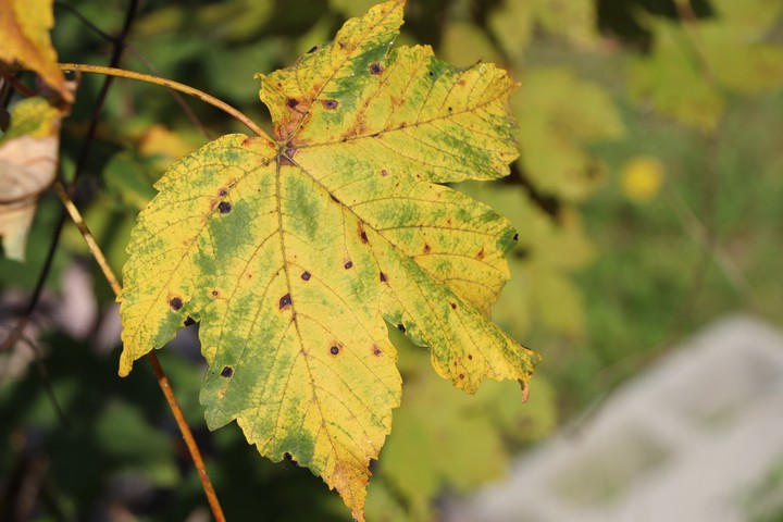 Herbstblatt