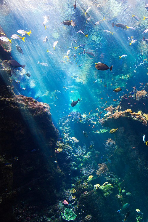 Under the sea life