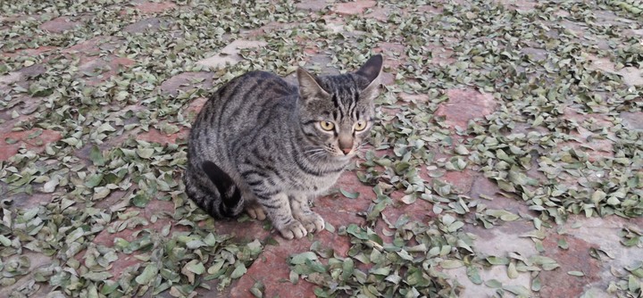 beautiful cat