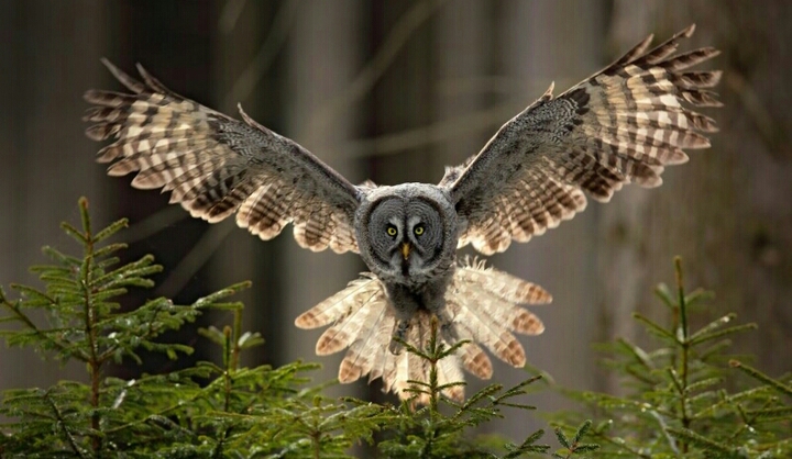 Сова. Owl.