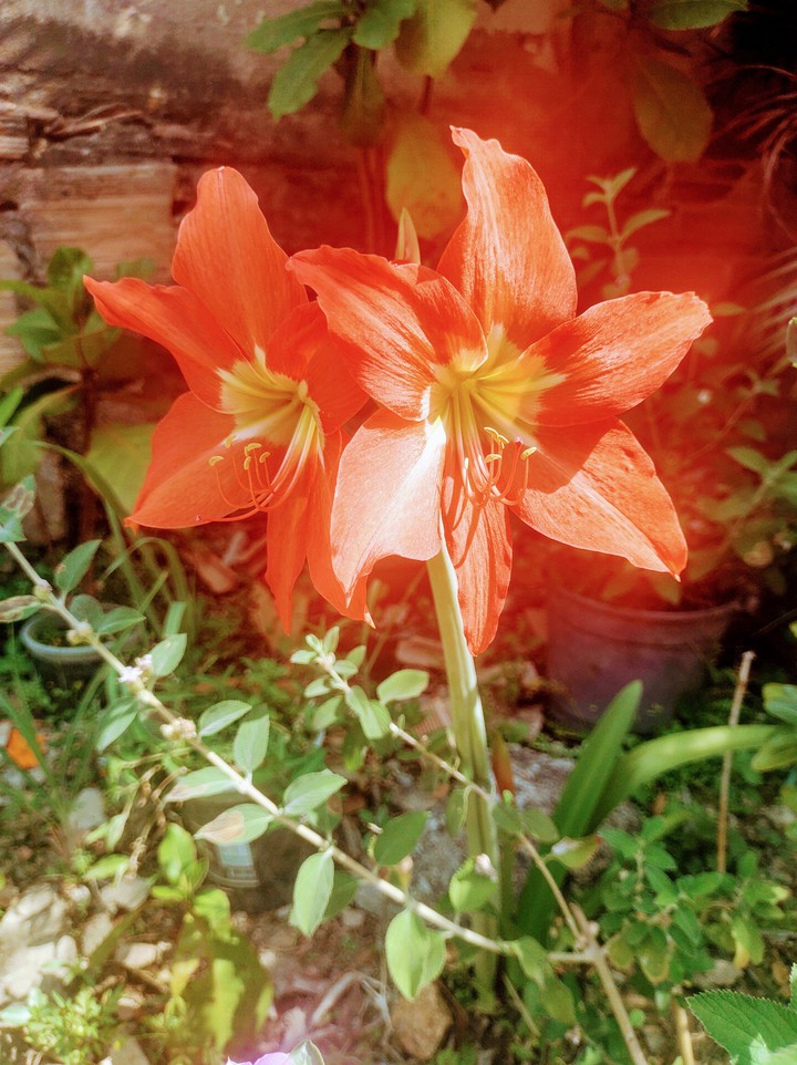 flores