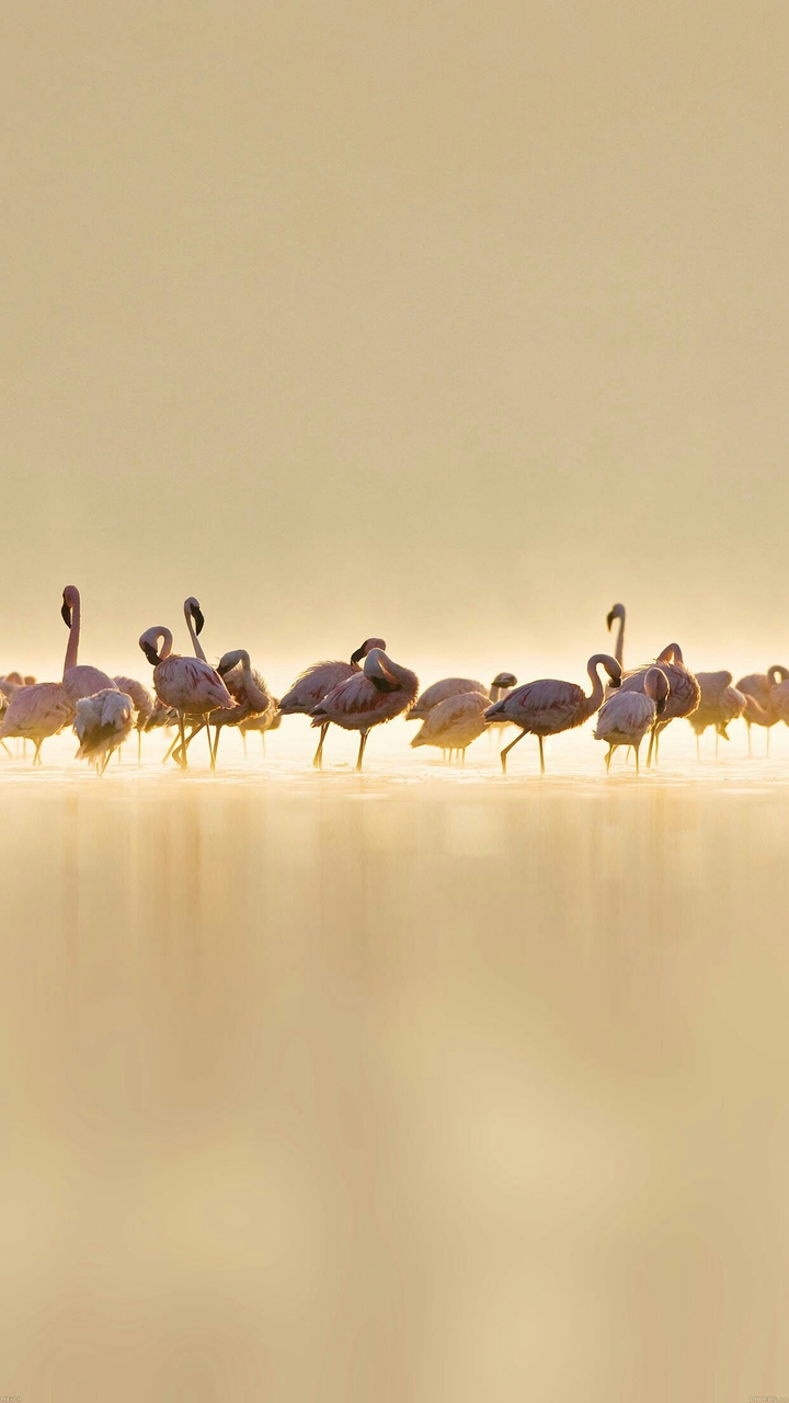 Nature bird's