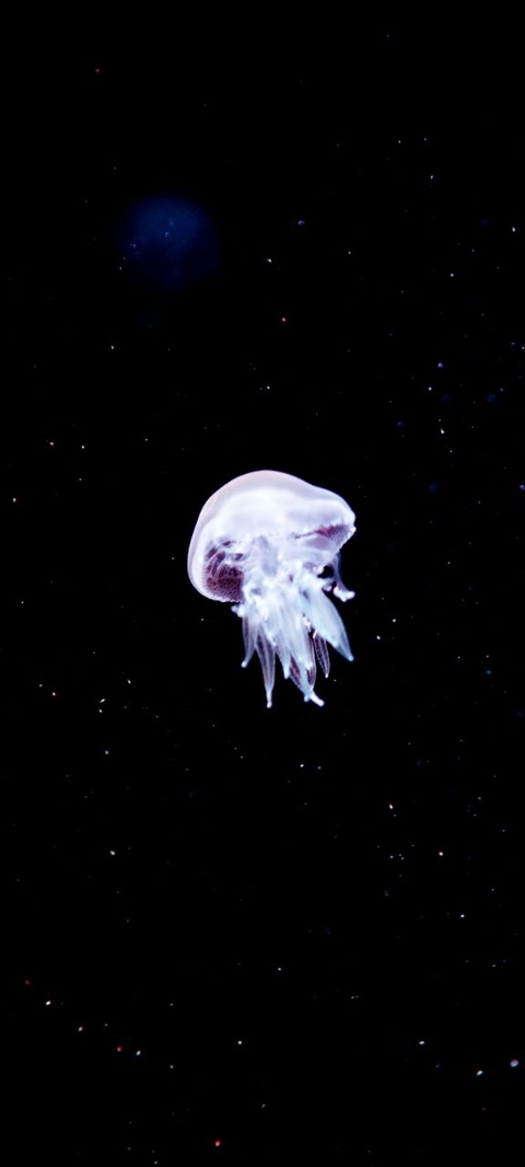 cnidaria, invertebrate Hintergrundbilder