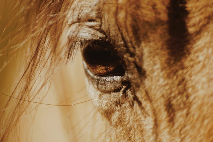 Horse eye