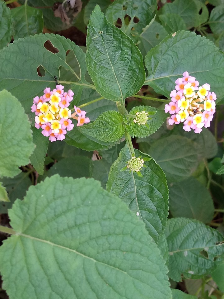 Lantana camara... Ornamental shrub
