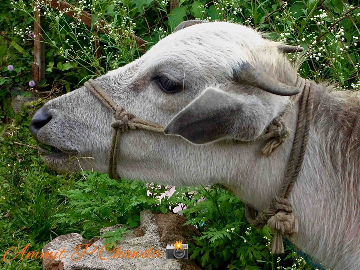 Cow