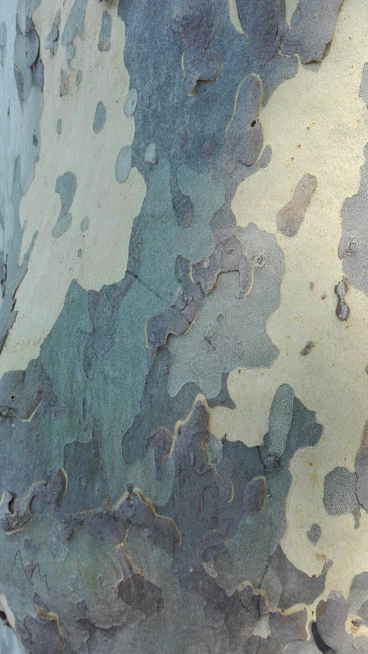 corteccia di platano secolare