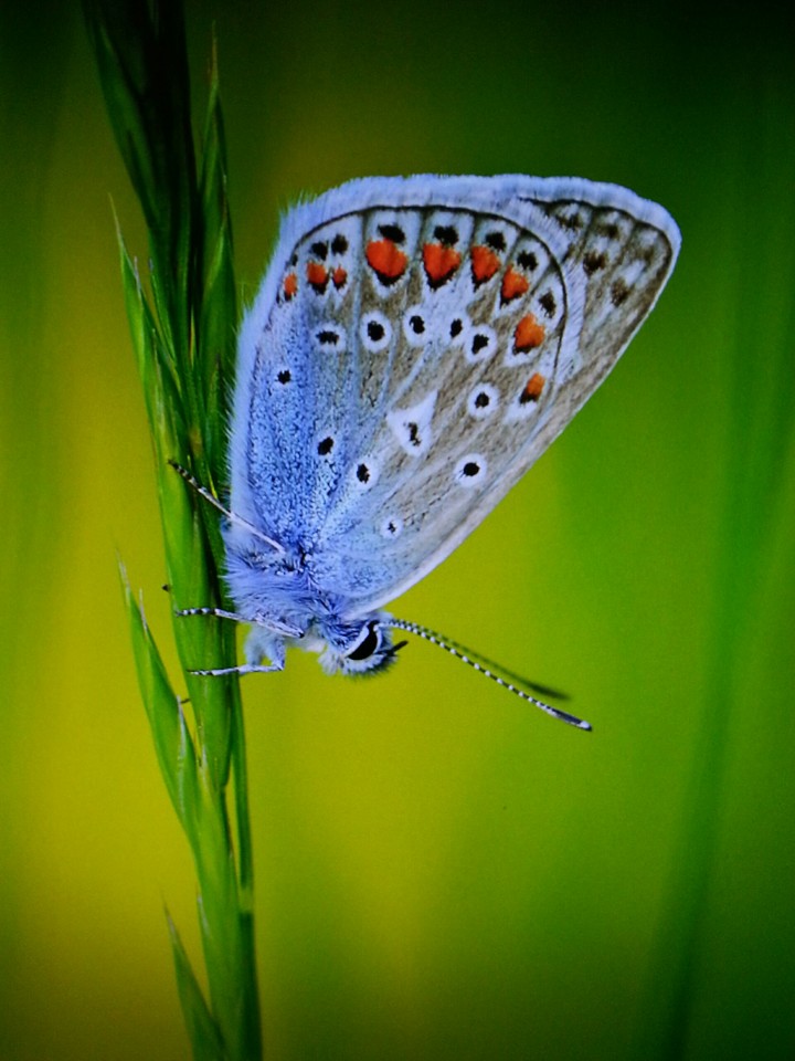 Schmetterling
