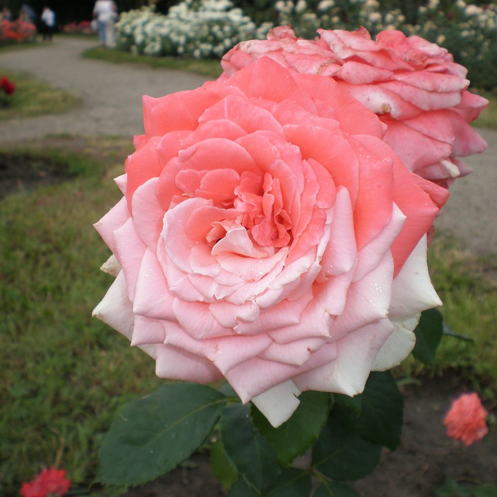 rose bicolour