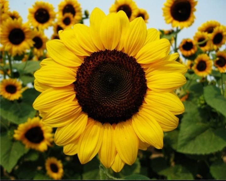 girasol