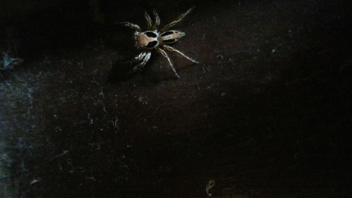 spider