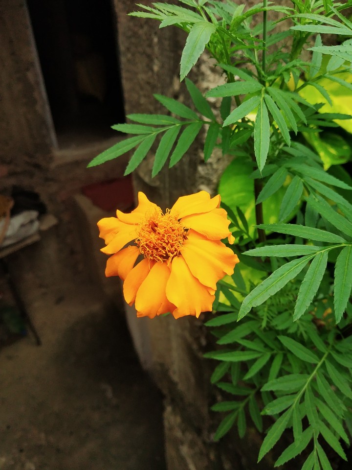 marigold flower