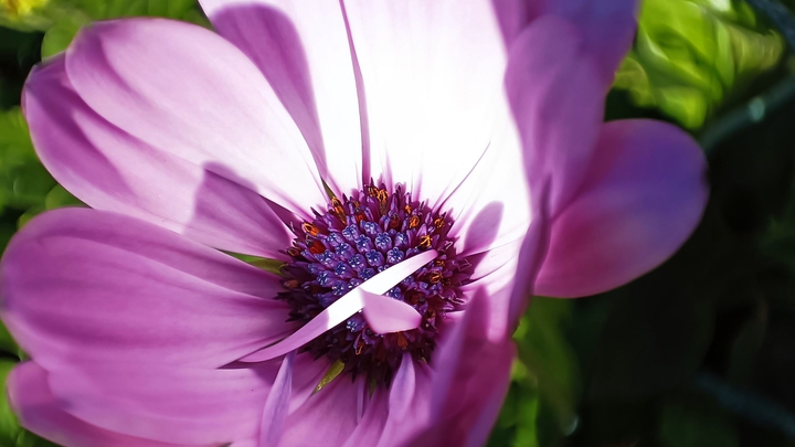 Winter flower