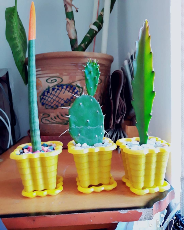 Cactus