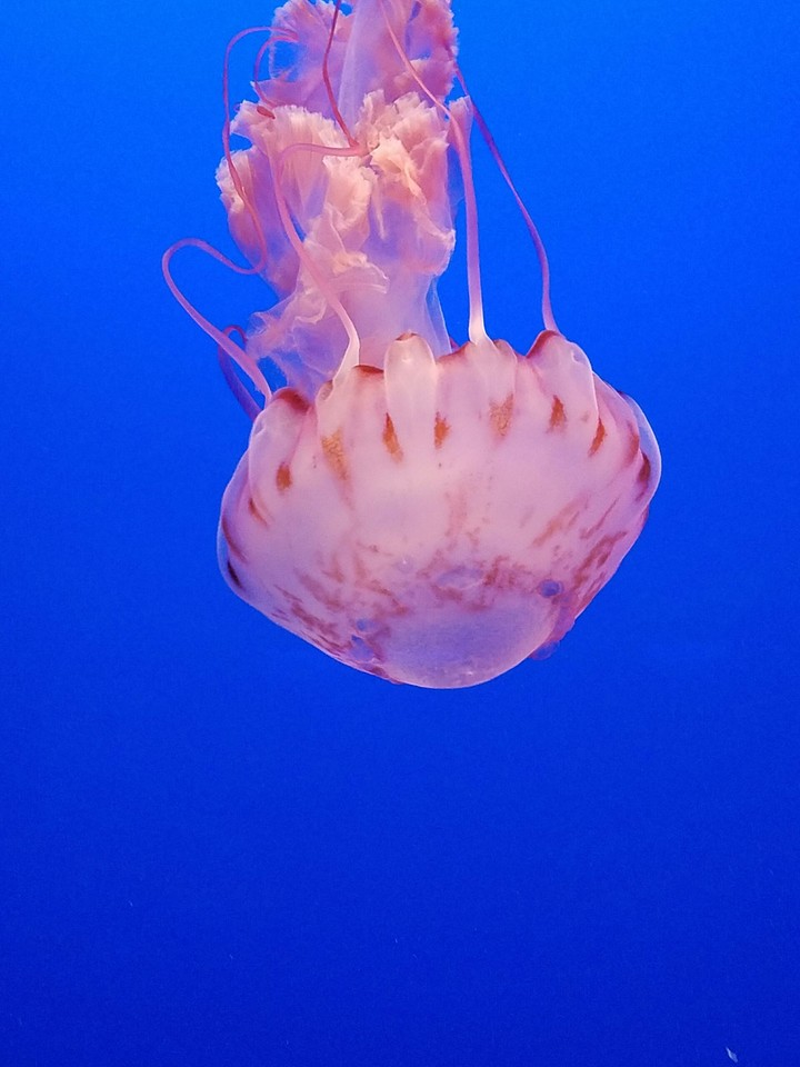 Jelly-man