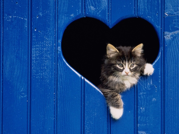 the ? hearty ? cat