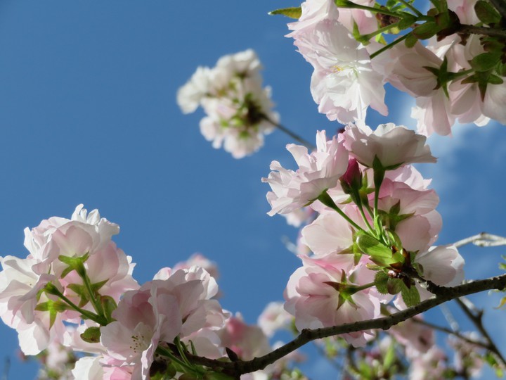 桜