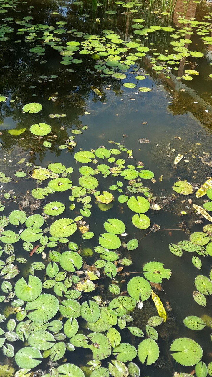 Dirty Pond