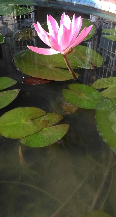 Pond