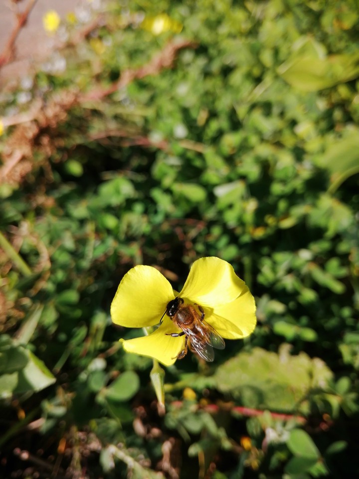 Pollination