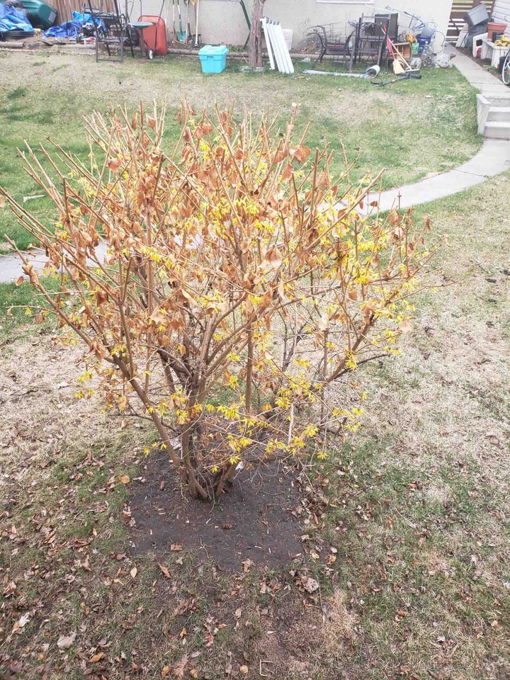 backyard pix