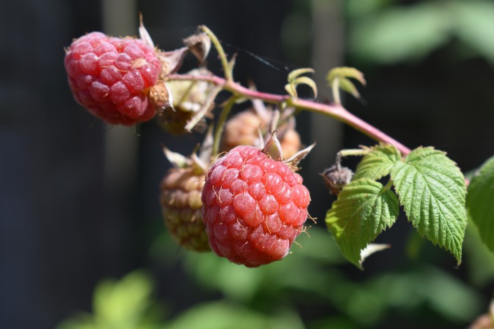 raspberry