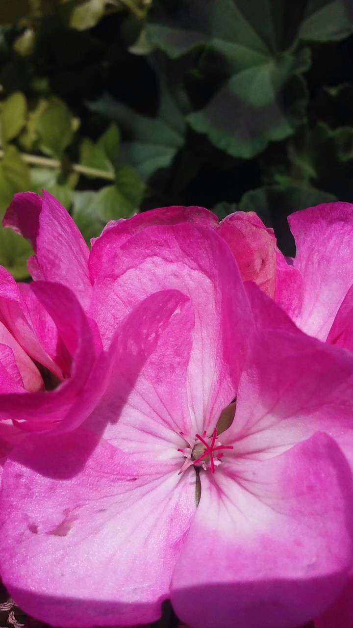 pink flower
