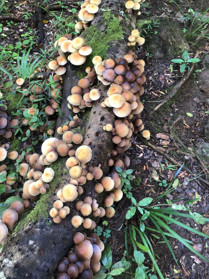 Wild Mushrooms