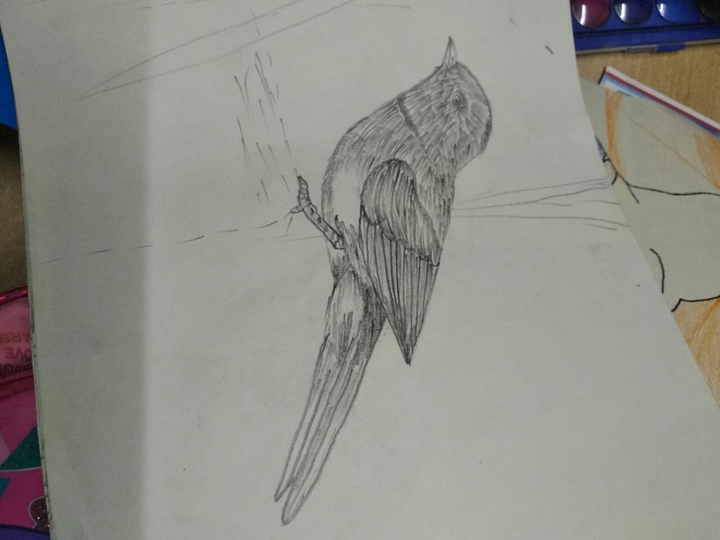 sketch of bird