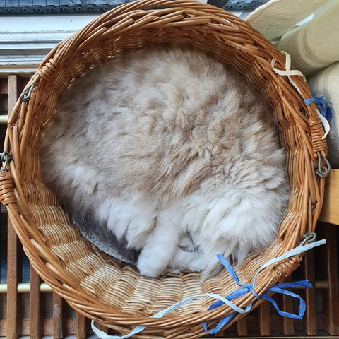 Ragdoll sleeping