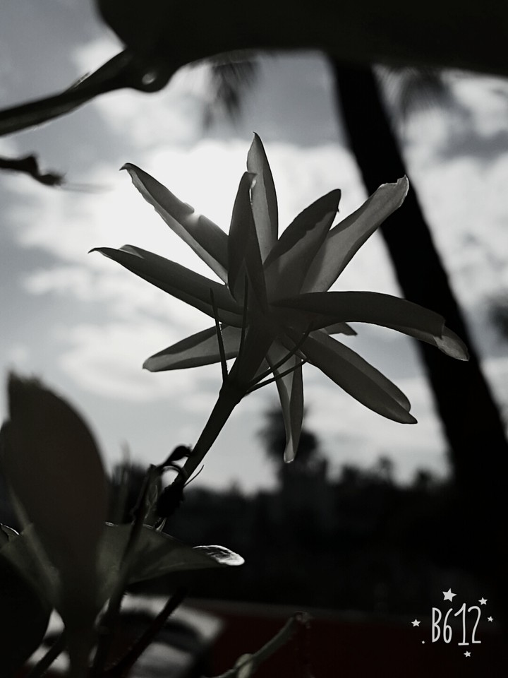 jasmine