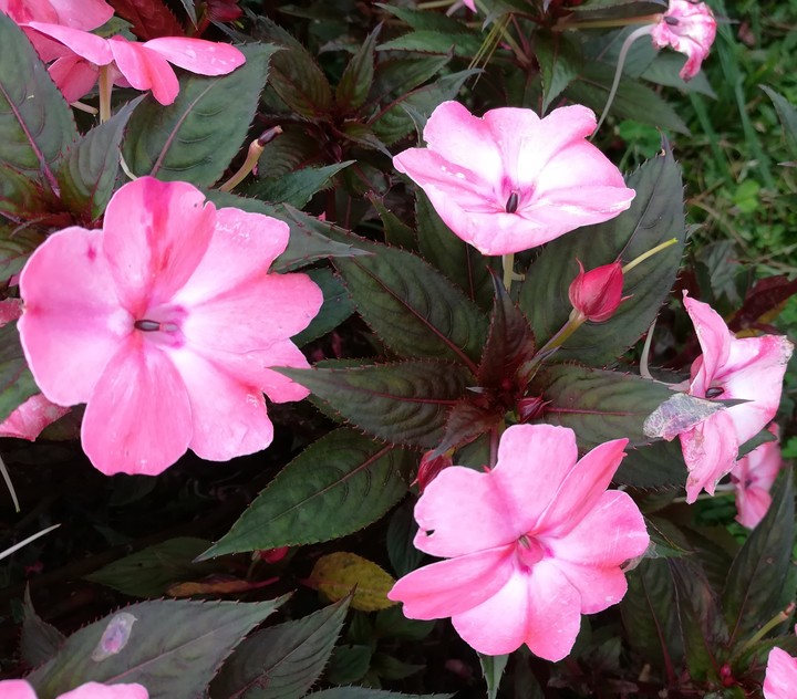 flower in munnar