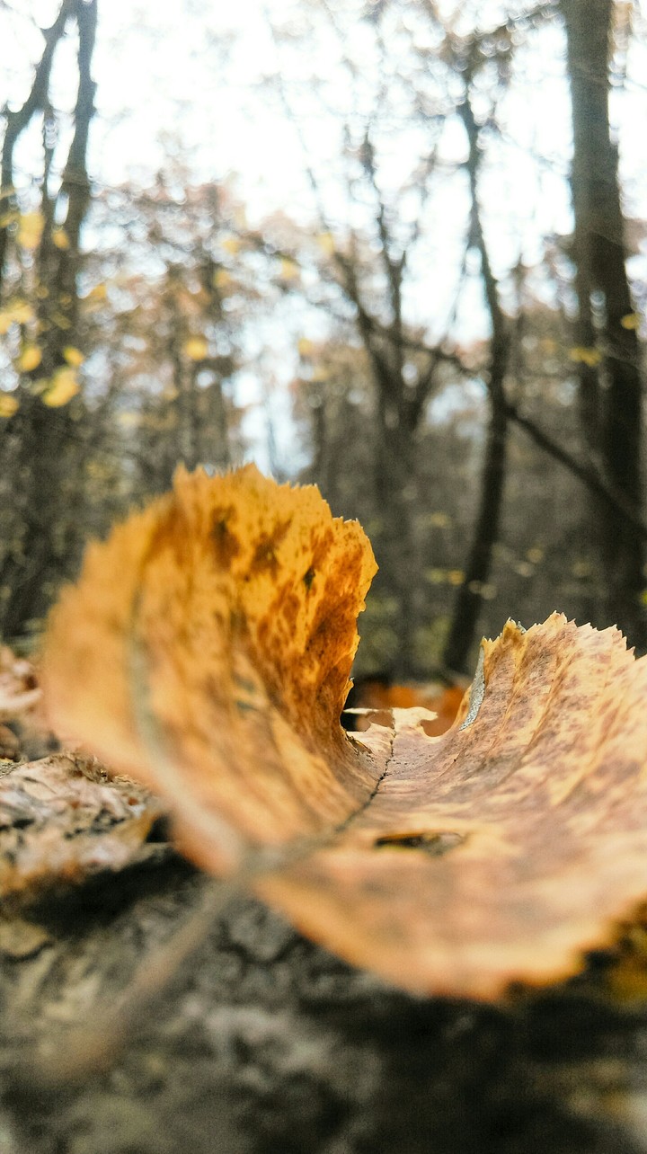 leaves