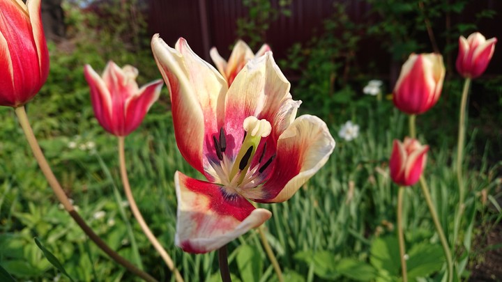 Flowers